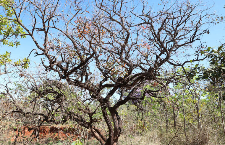 Licenciamento e autorização ambiental passam a ser pedidos pelo sistema Harpia