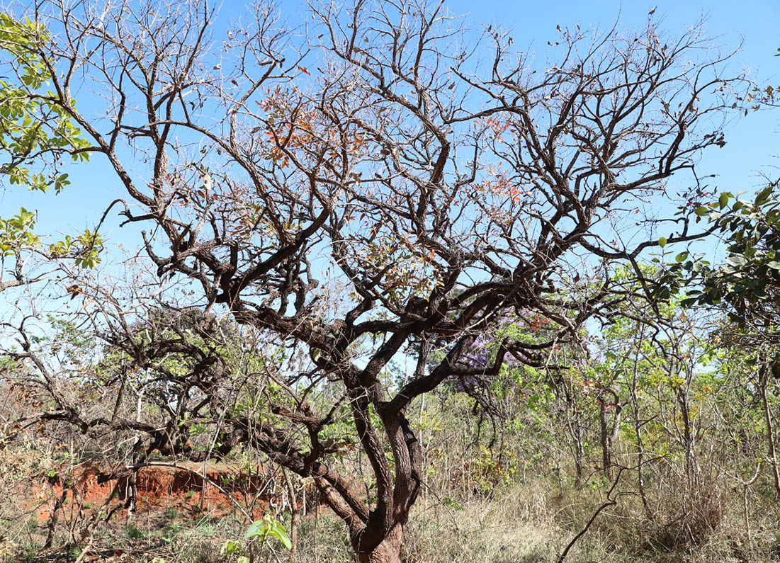 Licenciamento e autorização ambiental passam a ser pedidos pelo sistema Harpia